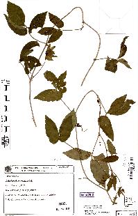 spécimen de Dalechampia micromeria